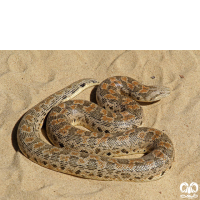 گونه کور مار تارتاری Tatar Sand Boa